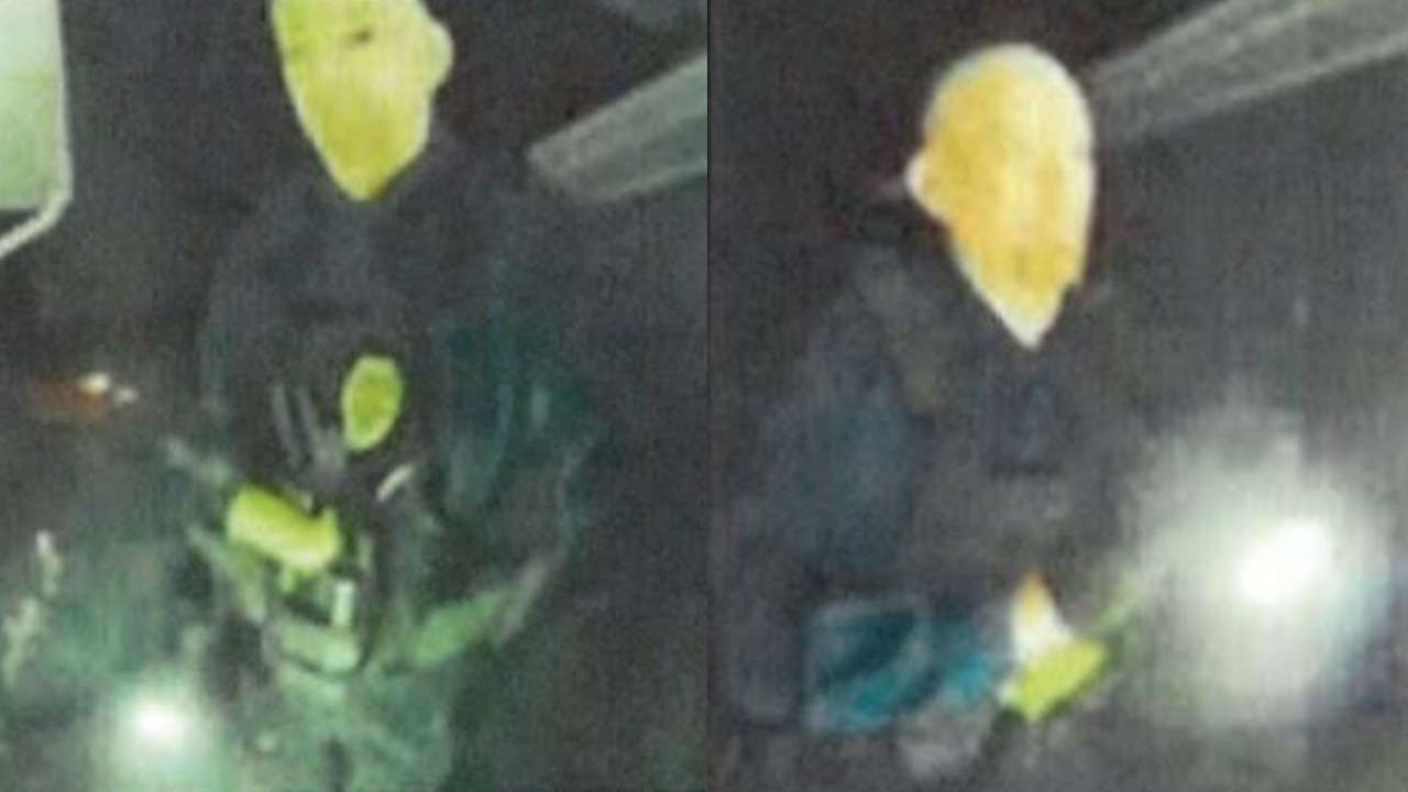 Card image cap